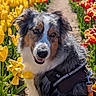 australian_shepherd, closeup, colorful, dog, flower_garden, fur, happy_dog, harness, leash, nature, outdoor, pathway, pet, portrait, red_flowers, smiling, spring, sunlight, tulips, yellow_flowers