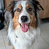 animal, australian_shepherd, brown_eyes, canine, close_up, companion, dog, domestic, ears, fluffy_coat, fur, happy, household, indoor, looking_at_camera, pet, portrait, standing, tile_floor, tongue_out