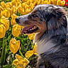 animal, australian_shepherd, background_blur, canine, closeup, colorful, dog, flower, fluffy, garden, greenery, happy, nature, outdoor, pet, portrait, spring, sunlight, tongue_out, yellow_tulip
