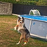 animal, backyard, blue, canine, daytime, dog, fence, fun, garden, grass, happy, jumping, leaves, nature, outdoor, pet, playful, pool, summer, toy