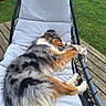 animal, backyard, canine, comfort, cushion, daylight, dog, fur, grass, lounge_chair, nature, outdoor, paw, pet, play, relaxation, resting, sleeping, toy, wooden_deck