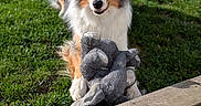 Timoun participe au concours pour gagner de l'argent avec cette photo : animal, australian_shepherd, cute, daytime, dog, elephant_toy, fur, grass, greenery, looking_at_camera, mischievous, nature, outdoor, pet, playful, sitting, stuffed_animal, sunlight, toy, wooden_deck