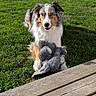 animal, australian_shepherd, cute, daytime, dog, elephant_toy, fur, grass, greenery, looking_at_camera, mischievous, nature, outdoor, pet, playful, sitting, stuffed_animal, sunlight, toy, wooden_deck