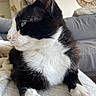cat, tuxedo_cat, pet, animal, feline, black_and_white, whiskers, paws, indoor, blanket, couch, mirror, home, resting, closeup, fur, cute, relaxed, side_view, domestic_animal