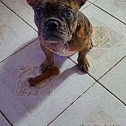 Molly joined the competition — help win amazing prizes! french_bulldog, puppy, dog, pet, indoor, tile_floor, chew_toy, bone, ears, collar, looking_up, cute, small_dog, brown, black, spots, floor_tiles, animal, companion, adorable