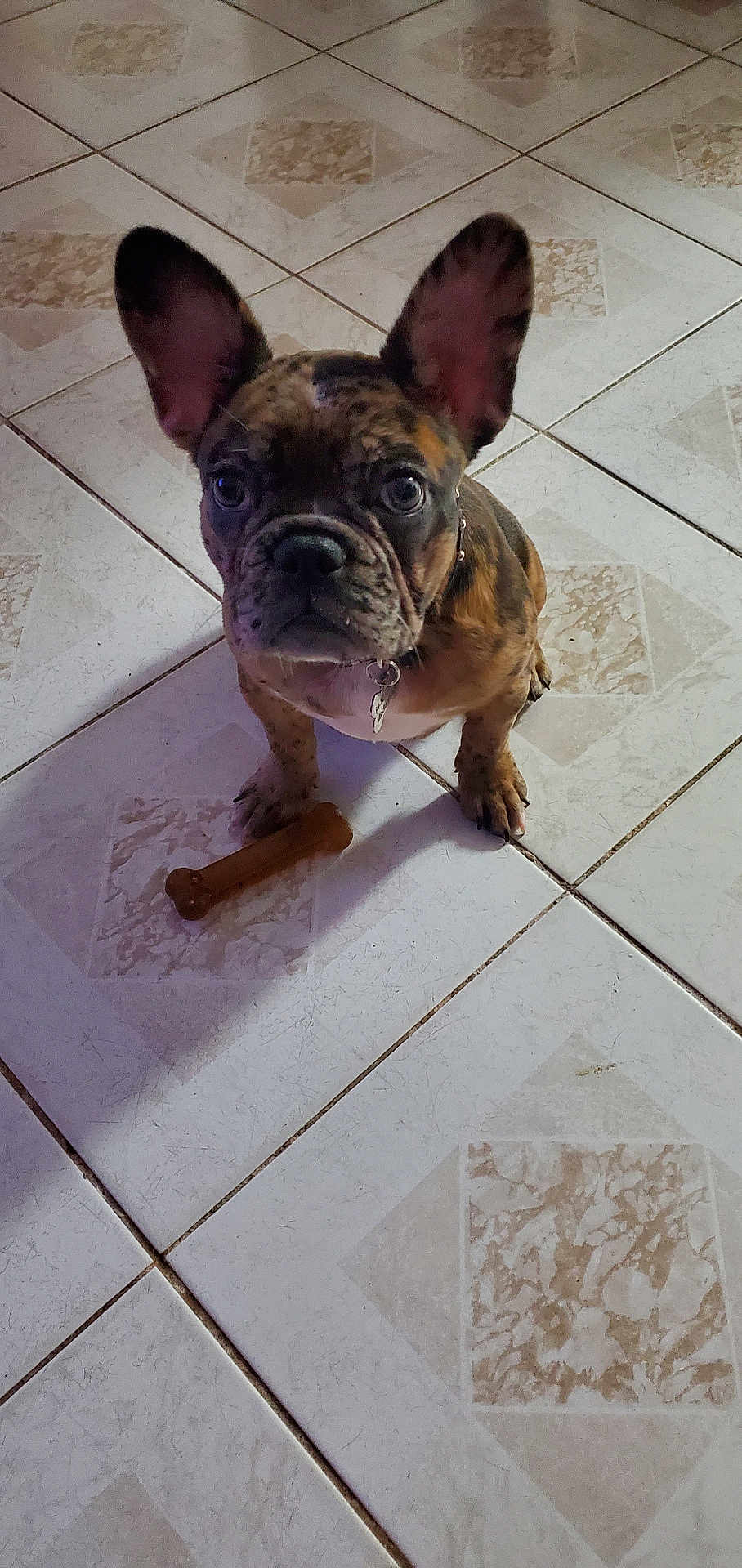 Molly joined the competition — help win amazing prizes! french_bulldog, puppy, dog, pet, indoor, tile_floor, chew_toy, bone, ears, collar, looking_up, cute, small_dog, brown, black, spots, floor_tiles, animal, companion, adorable