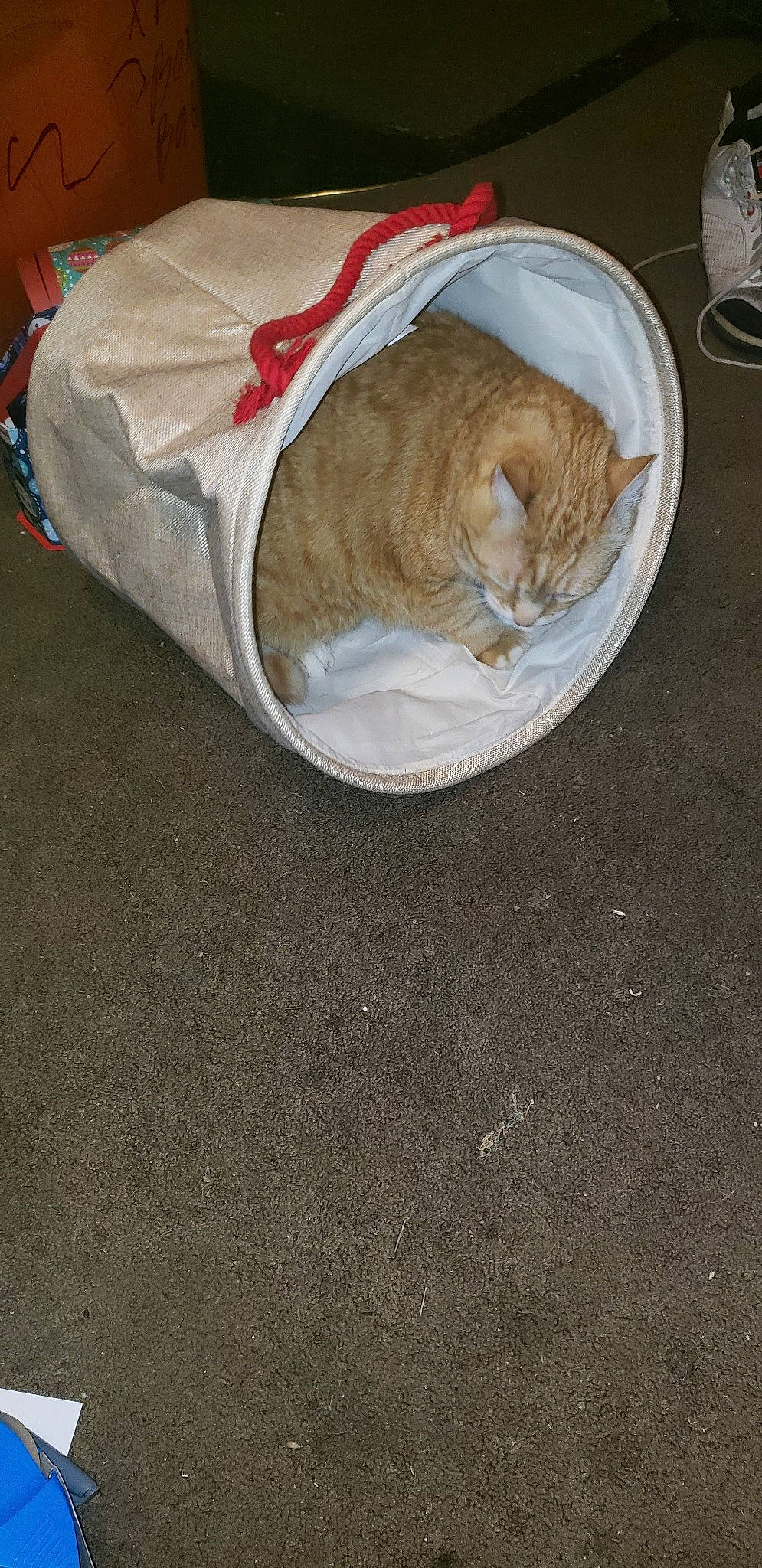 Jinxy joined the competition — help win amazing prizes! carnivore, cat, cat_supply, european_shorthair, fawn, felidae, floor, small_to_medium_sized_cats, tail