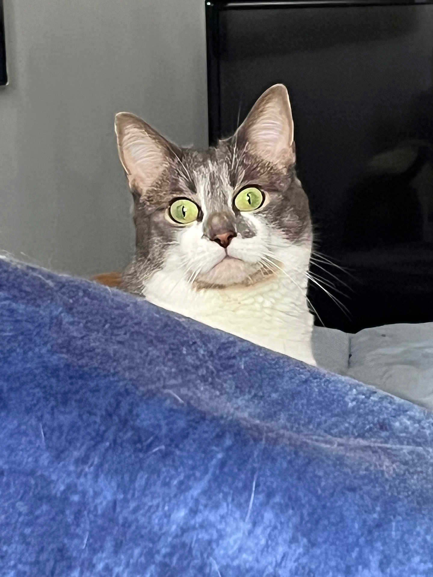 Coco a rejoint le concours — aidez-le/la à gagner de superbes lots ! cat, animal, pet, indoor, feline, curious, green_eyes, whiskers, fur, blanket, blue_blanket, cozy, looking, alert, ears, closeup, face, cute, domestic_cat, tabby