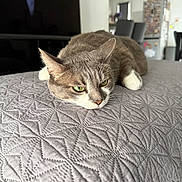 Coco a rejoint le concours — aidez-le/la à gagner de superbes lots ! cat, gray_cat, white_paws, green_eyes, quilt, textured_bedspread, indoor, home, furniture, chair, refrigerator, relaxed, pet, animal, lying_down, close_up, domestic_cat, cozy, quiet, resting