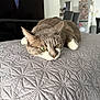 cat, gray_cat, white_paws, green_eyes, quilt, textured_bedspread, indoor, home, furniture, chair, refrigerator, relaxed, pet, animal, lying_down, close_up, domestic_cat, cozy, quiet, resting