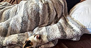 Manchitas joined the competition — help win amazing prizes! bed, blanket, brown_bedspread, calico_cat, cat, cozy, curling, feline, fur, indoor, kitten, lying_down, nap, person, pillow, resting, sleeping, striped, tucked_in, warm