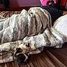 bed, blanket, brown_bedspread, calico_cat, cat, cozy, curling, feline, fur, indoor, kitten, lying_down, nap, person, pillow, resting, sleeping, striped, tucked_in, warm