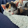 Manchitas joined the competition — help win amazing prizes! animal, blanket, blue_pants, calico_cat, car_interior, cat, cozy, cute, domestic_cat, feline, fur, human_hand, kitten, pet, resting, sleepy, small_animal, snuggling, soft_texture, window