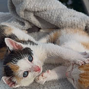 Manchitas joined the competition — help win amazing prizes! adorable, animal, blue_eyes, calico, cat, close_up, cozy, cute, fur_pattern, furry, kitten, orange_tabby, outdoor, pet, playful, resting, small, soft_blanket, sunlight, young