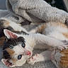 adorable, animal, blue_eyes, calico, cat, close_up, cozy, cute, fur_pattern, furry, kitten, orange_tabby, outdoor, pet, playful, resting, small, soft_blanket, sunlight, young