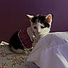 Manchitas is registered to the contest to win money with this photo: animal, cat, cozy, curious, cute, domestic, feline, floral_bedspread, fur, indoor, kitten, pet, pillow, purple_sweater, purple_wall, resting, sleepy, small, soft, young