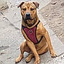 Truck is registered to the contest to win money with this photo: dog, sitting, harness, outdoor, pavement, brown_dog, leash, animal, pet, canine, alert, sidewalk, fur, ears, paw, ground, nature, looking, young_dog, daylight