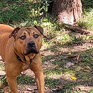 Truck joined the competition — help win amazing prizes! dog, brown_dog, outdoor, forest, tree_trunk, grass, sunlight, leaf_litter, nature, canine, alert, animal, pet, mammal, walking, collar, daylight, ground, curious, wilderness
