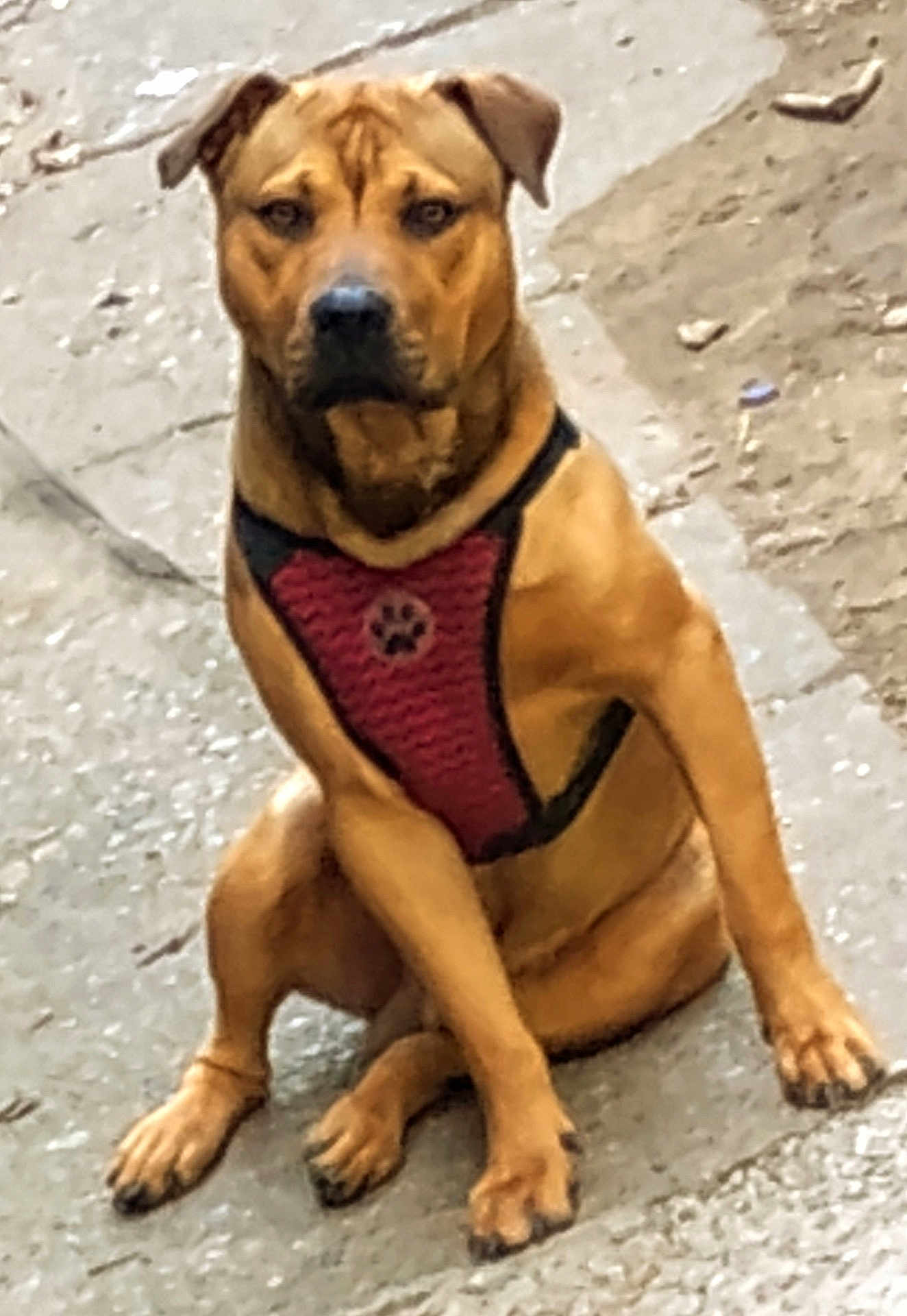 Truck is registered to the contest to win money with this photo: dog, canine, pet, animal, sitting, harness, outdoor, pavement, brown_fur, ears, paws, looking, alert, mammal, companion, domestic, short_fur, animal_face, four_legs, pet_accessory