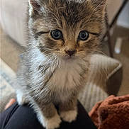 Bella Marie Smith joined the competition — help win amazing prizes! kitten, cat, feline, fluffy, tabby, gray_fur, white_chest, blue_eyes, whiskers, ears, close_up, portrait, sitting, indoor, lap, blanket, cozy, home, cute, pet