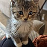 kitten, cat, feline, fluffy, tabby, gray_fur, white_chest, blue_eyes, whiskers, ears, close_up, portrait, sitting, indoor, lap, blanket, cozy, home, cute, pet