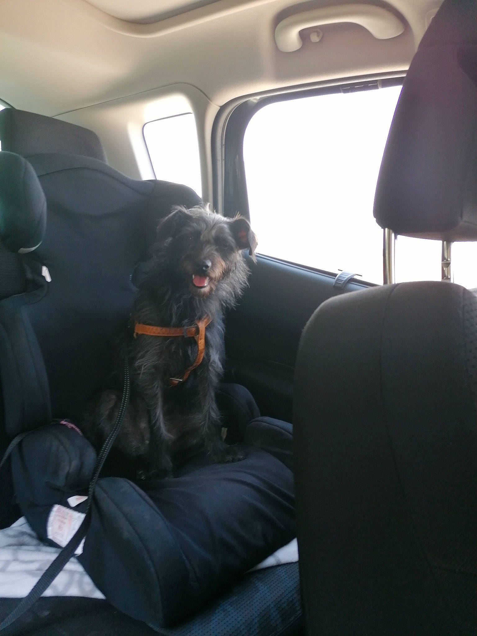 Ony participe au concours pour gagner de l'argent avec cette photo : auto_part, automotive_exterior, car, car_seat, car_seat_cover, carnivore, comfort, companion_dog, dog, dog_breed, family_car, head_restraint, luxury_vehicle, motor_vehicle, snout, steering_part, tints_and_shades, vehicle, vehicle_door, window