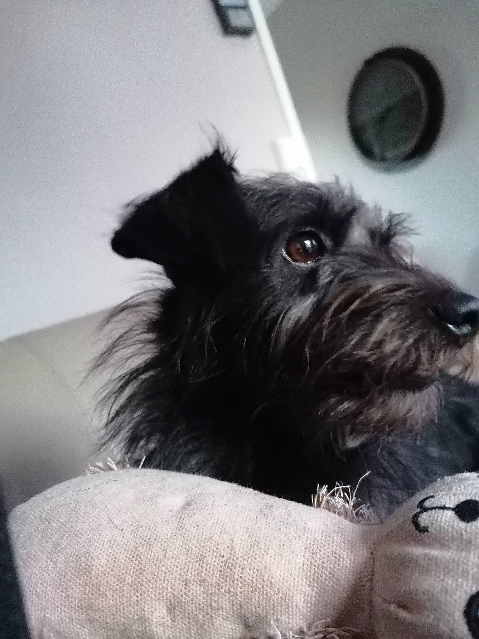 Ony a rejoint le concours — aidez-le/la à gagner de superbes lots ! canidae, carnivore, companion_dog, dog, dog_breed, dog_supply, fur, non_sporting_group, schnauzer, small_terrier, snout, sporting_group, terrier, toy_dog, whiskers, working_animal