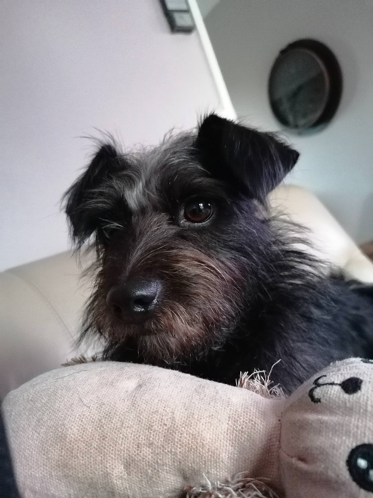 Ony a rejoint le concours — aidez-le/la à gagner de superbes lots ! canidae, carnivore, clock, comfort, companion_dog, dog, dog_breed, fur, non_sporting_group, paw, puppy, small_terrier, snout, sporting_group, terrier, toy_dog, working_animal, yorkipoo