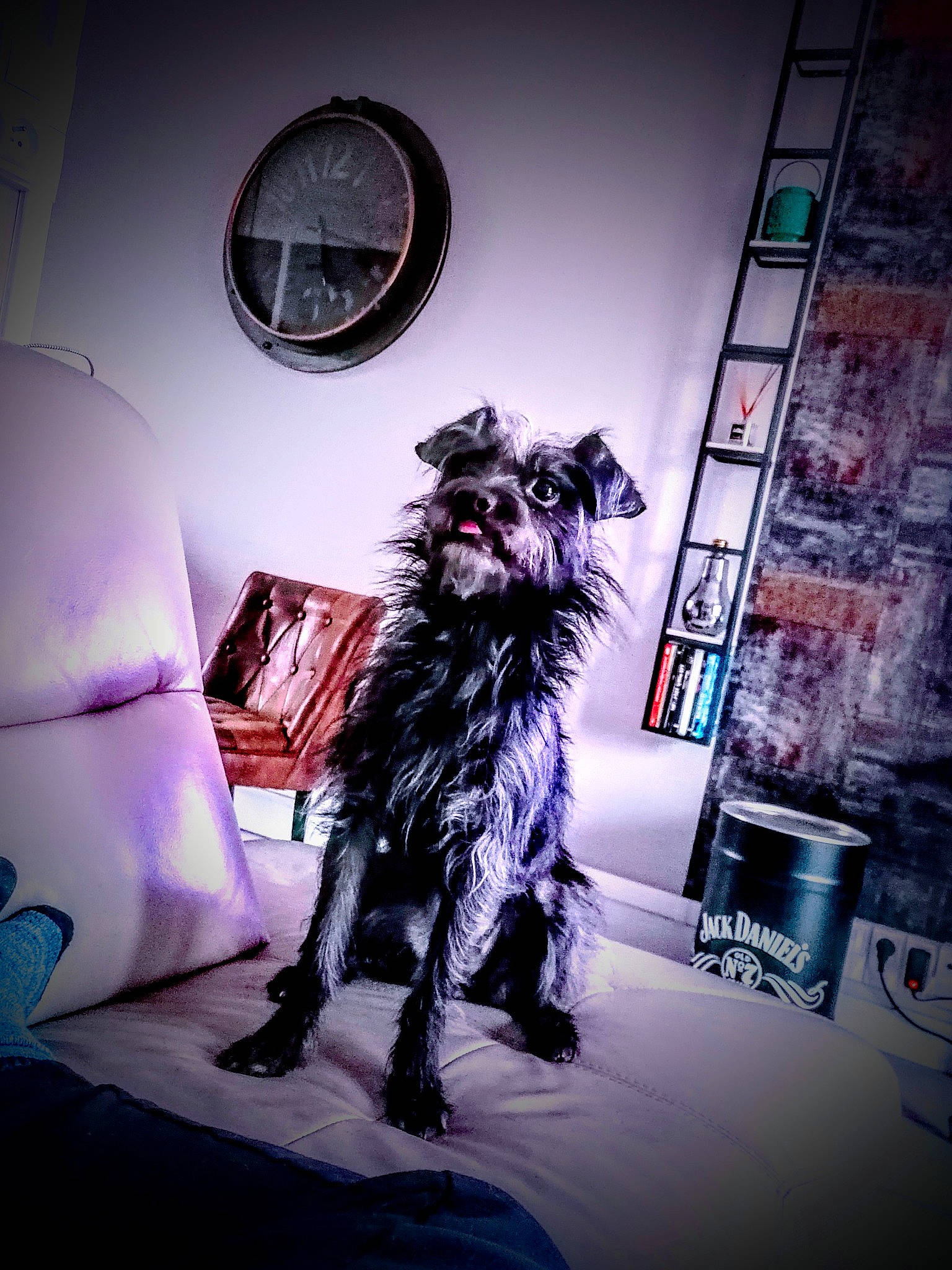 Ony participe au concours pour gagner de l'argent avec cette photo : art, canidae, carnivore, cg_artwork, clock, companion_dog, darkness, dog, dog_breed, drawing, fashion_design, fiction, fictional_character, fur, grey, monochrome, purple, room, sporting_group, visual_arts