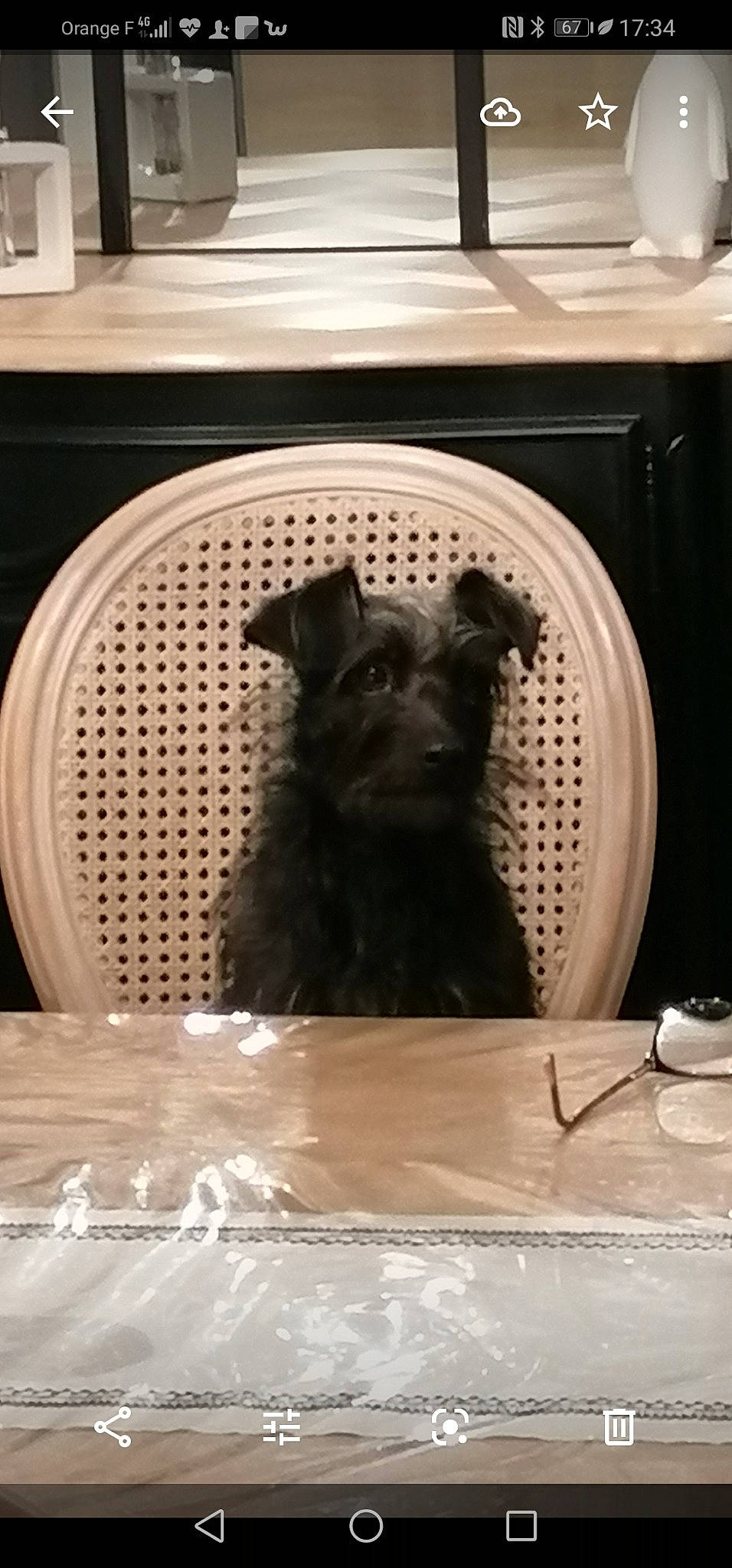 Ony a rejoint le concours — aidez-le/la à gagner de superbes lots ! black_cat, carnivore, companion_dog, dog, dog_breed, fawn, felidae, floor, flooring, fur, guard_dog, hardwood, room, small_to_medium_sized_cats, snout, sporting_group, toy_dog, whiskers, wood, working_animal