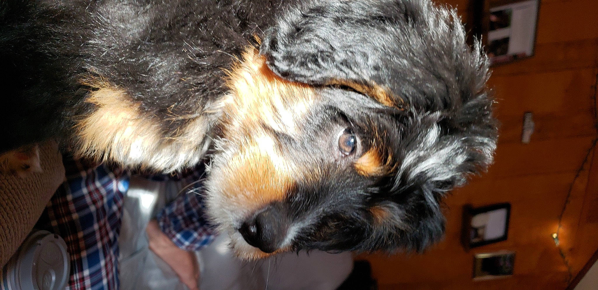 Bella is registered to the contest to win money with this photo: canidae, carnivore, claw, close_up, companion_dog, dog_breed, domestic_short_haired_cat, felidae, fur, pattern, picture_frame, plaid, small_to_medium_sized_cats, snout, sporting_group, tartan, terrestrial_animal, whiskers, wildlife