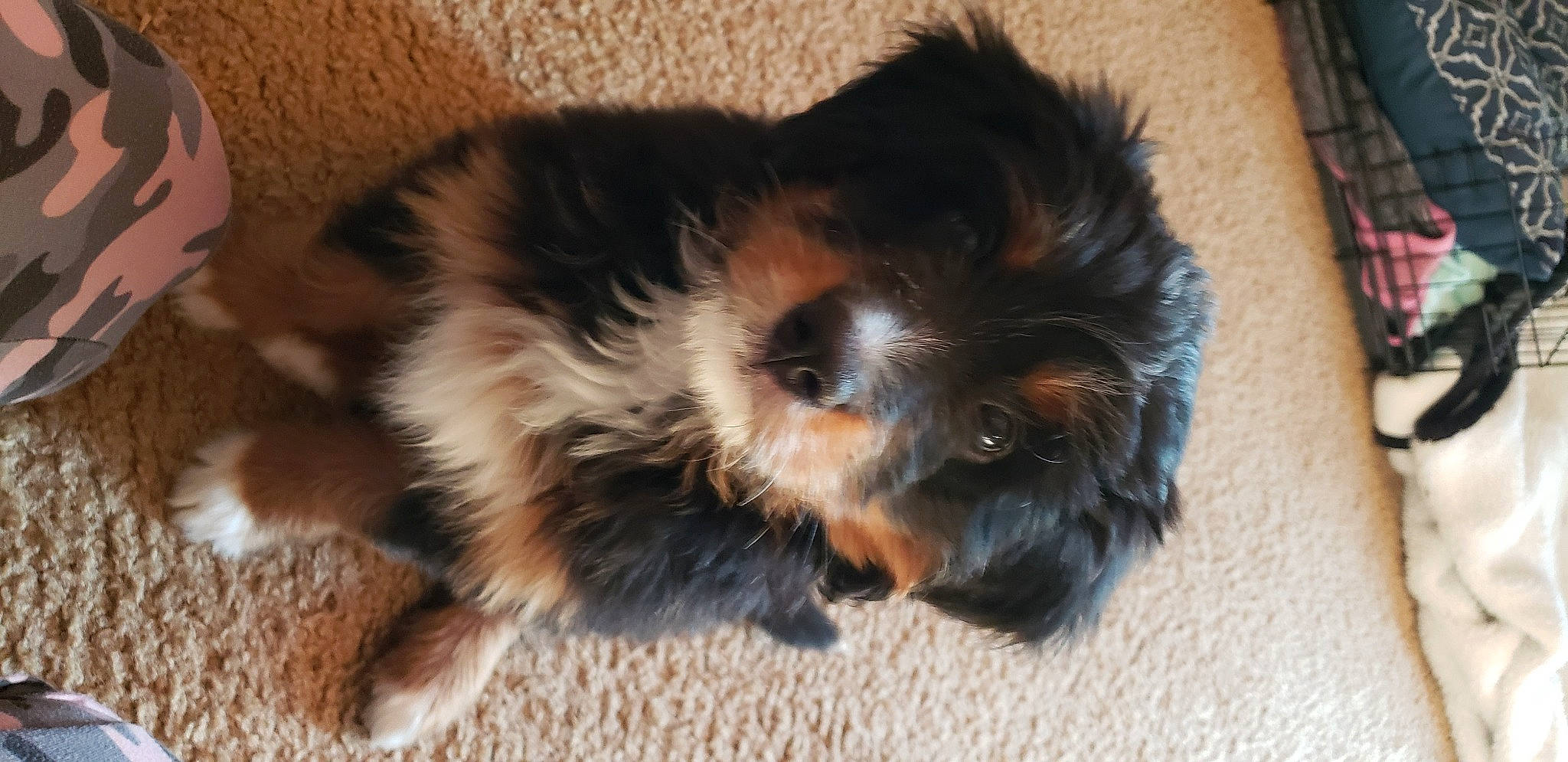 Bella joined the competition — help win amazing prizes! biewer_terrier, canidae, carnivore, companion_dog, dog, dog_breed, fur, liver, maltepoo, non_sporting_group, paw, small_terrier, snout, sporting_group, terrestrial_animal, terrier, toy_dog, water_dog, working_animal, yorkipoo