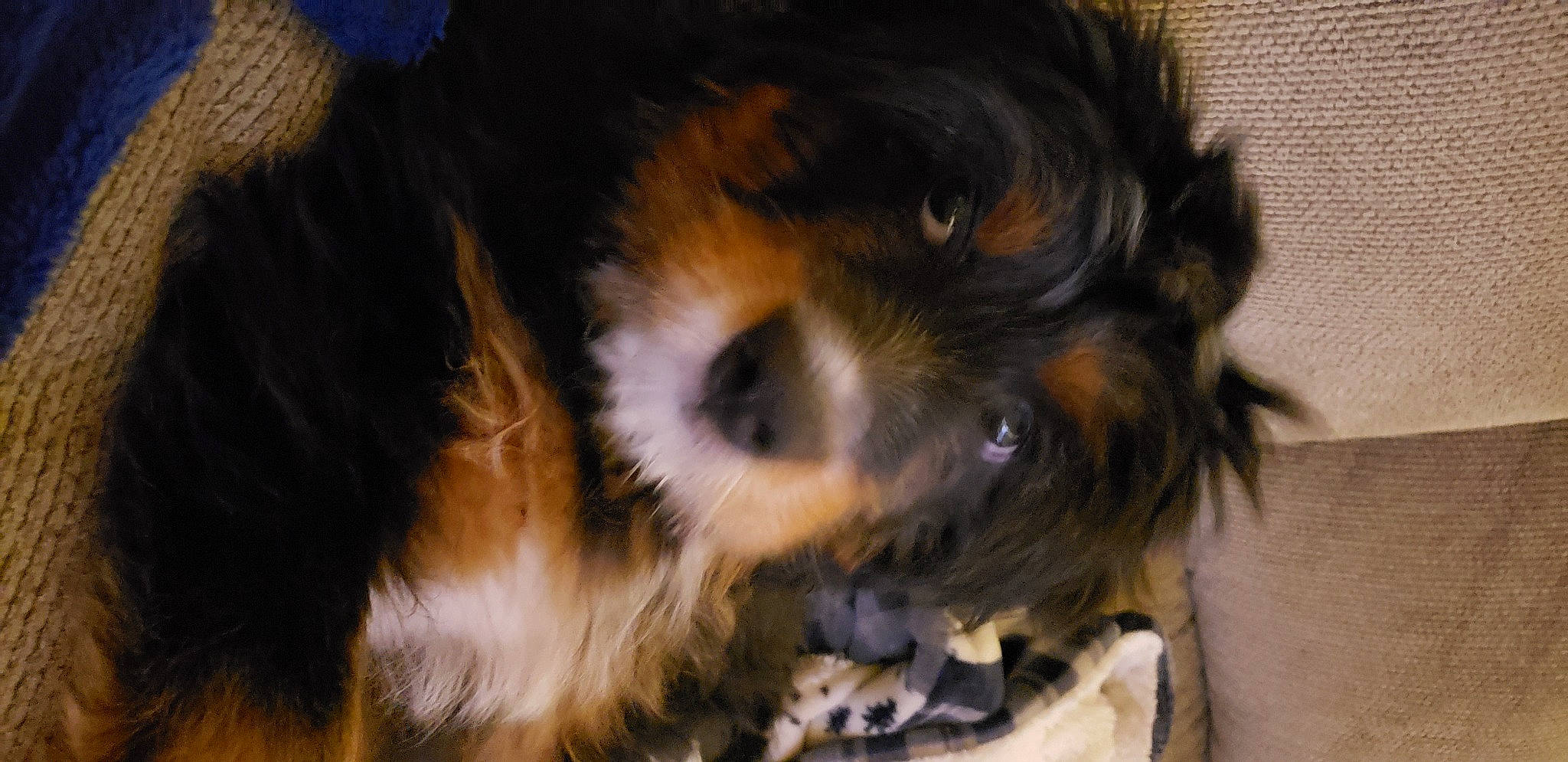 Bella is registered to the contest to win money with this photo: canidae, carnivore, cavalier_king_charles_spaniel, companion_dog, dog, dog_breed, fawn, fur, liver, paw, puppy, small_terrier, snout, spaniel, sporting_group, terrestrial_animal, terrier, toy_dog, whiskers, working_animal