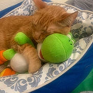 Ginger is registered to the contest to win money with this photo: cat, sleeping, orange_tabby, plush_toy, green, pet_bed, cozy, indoor, soft, cute, relaxed, feline, animal, resting, comfort, closeup, whiskers, ears, paw, patterned_bed