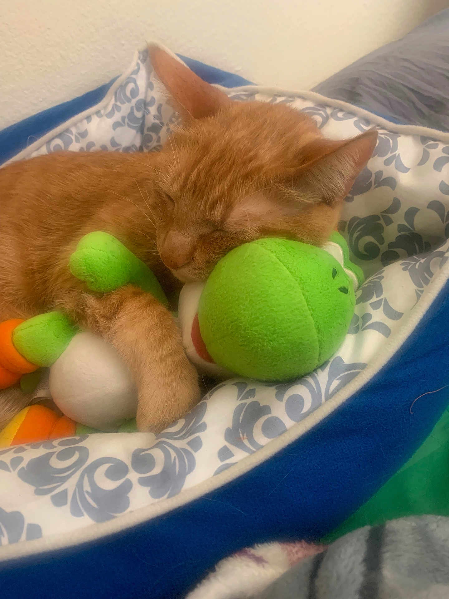 Ginger