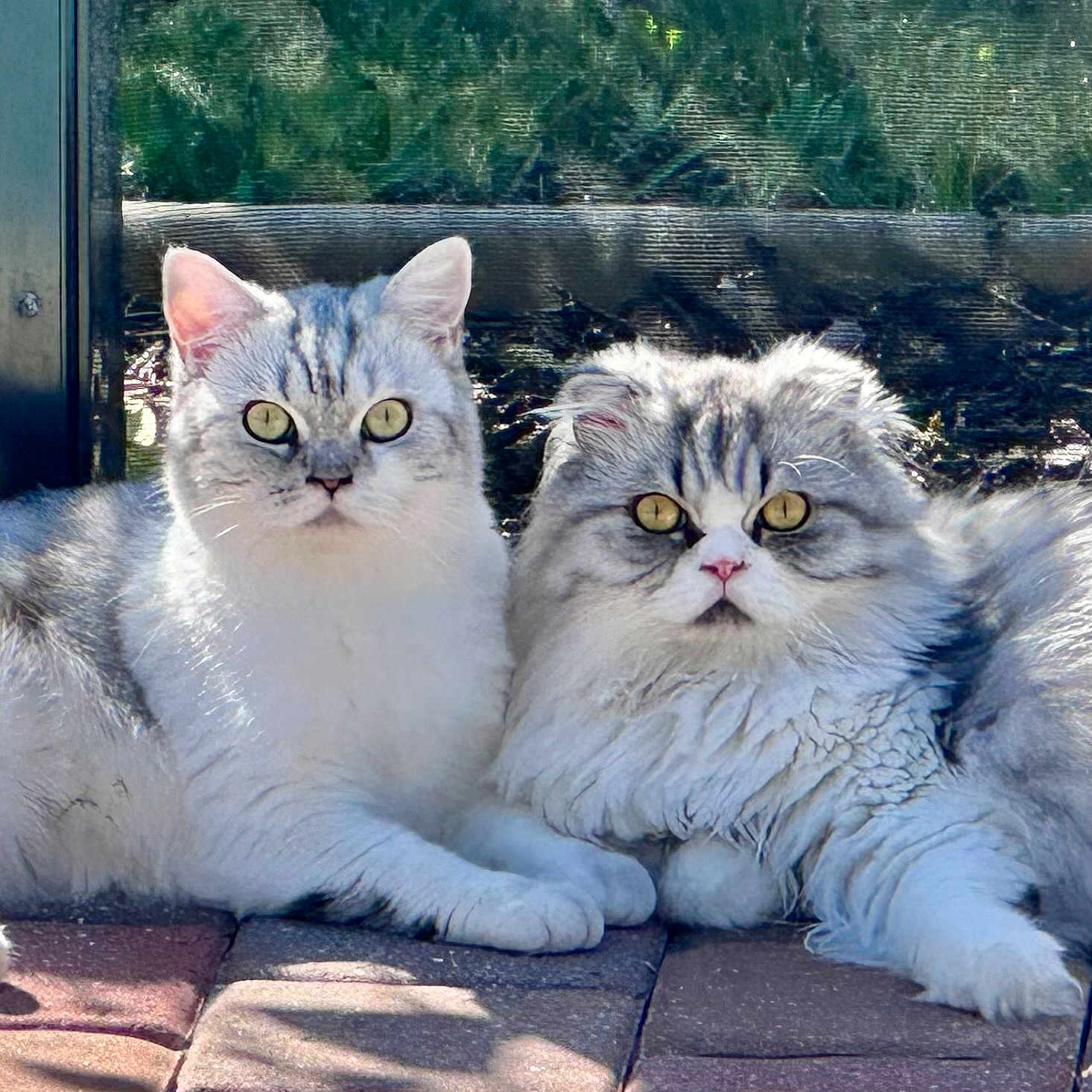 Bunny And Flint joined the competition — help win amazing prizes! animal, cat, closeup, companions, cute, ears, feline, fluffy, gray_fur, outdoor, pavement, pets, portrait, relaxed, resting, sunlight, two_cats, whiskers, white_fur, yellow_eyes
