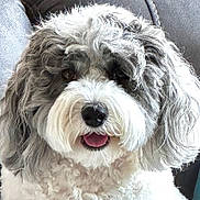 Paisley joined the competition — help win amazing prizes! dog, pet, fluffy, curly_hair, gray, white, tongue_out, close_up, indoor, couch, comfortable, cute, happy, animal, face, fur, sitting, domestic_animal, portrait, friendly