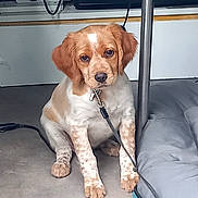 Vanille a rejoint le concours — aidez-le/la à gagner de superbes lots ! animal, brown_fur, cable, curious, cute, dog, dog_bed, domestic_animal, ears, floor, furry, indoor, leash, nose, outlet, pet, puppy, sitting, white_fur, young_dog
