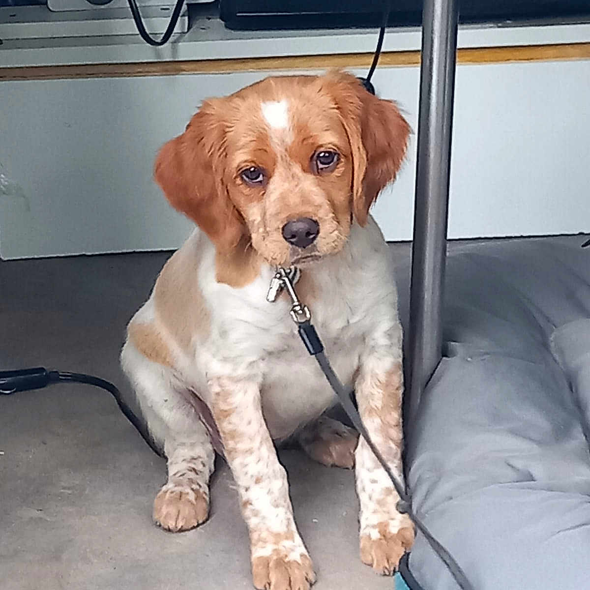 Vanille a rejoint le concours — aidez-le/la à gagner de superbes lots ! animal, brown_fur, cable, curious, cute, dog, dog_bed, domestic_animal, ears, floor, furry, indoor, leash, nose, outlet, pet, puppy, sitting, white_fur, young_dog