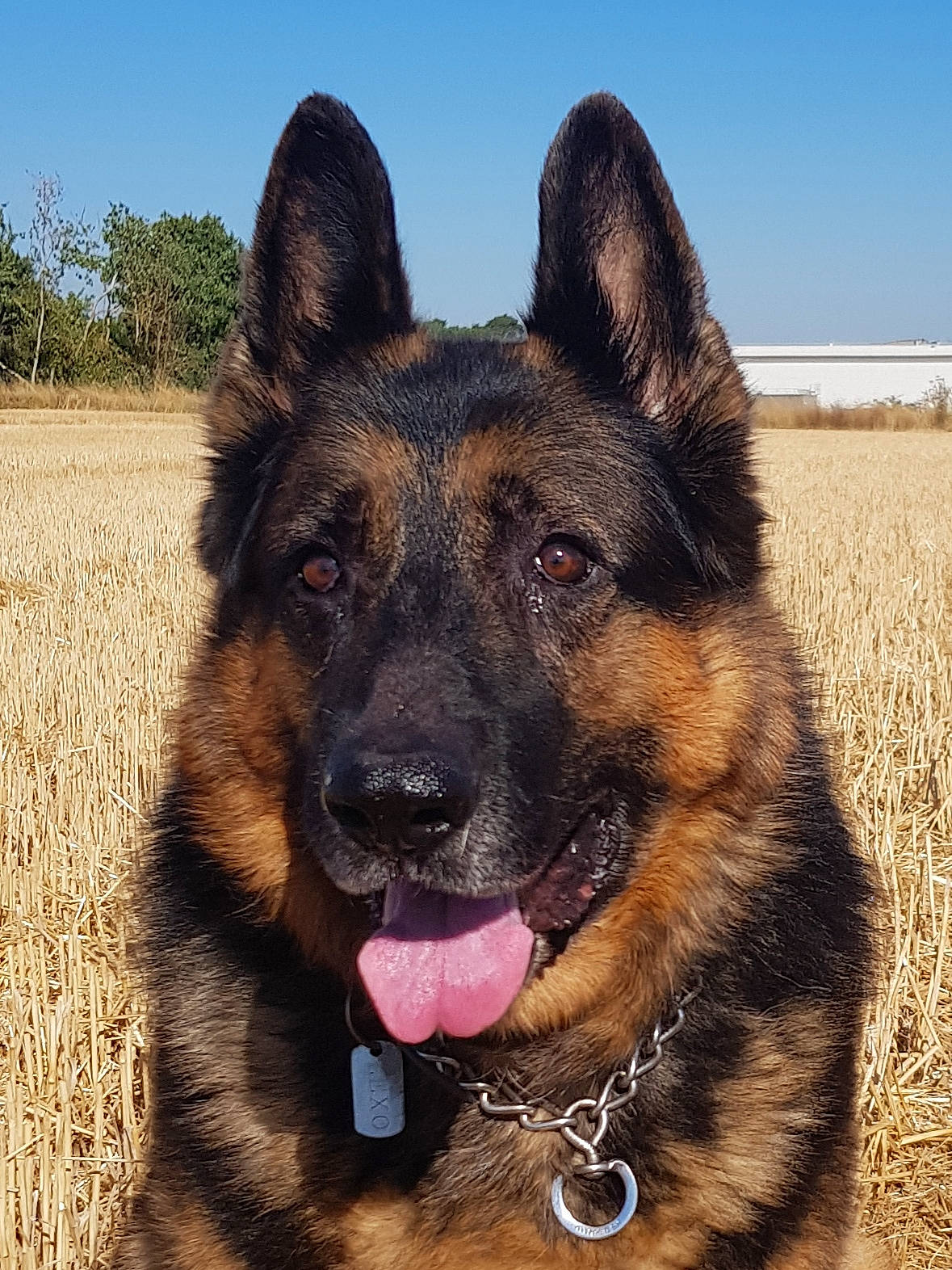 Lexo a rejoint le concours — aidez-le/la à gagner de superbes lots ! canidae, carnivore, companion_dog, dog, dog_breed, east_european_shepherd, fawn, german_shepherd_dog, giant_dog_breed, guard_dog, herding_dog, king_shepherd, old_german_shepherd_dog, plant, sky, snout, sporting_group, terrestrial_animal, working_animal, working_dog