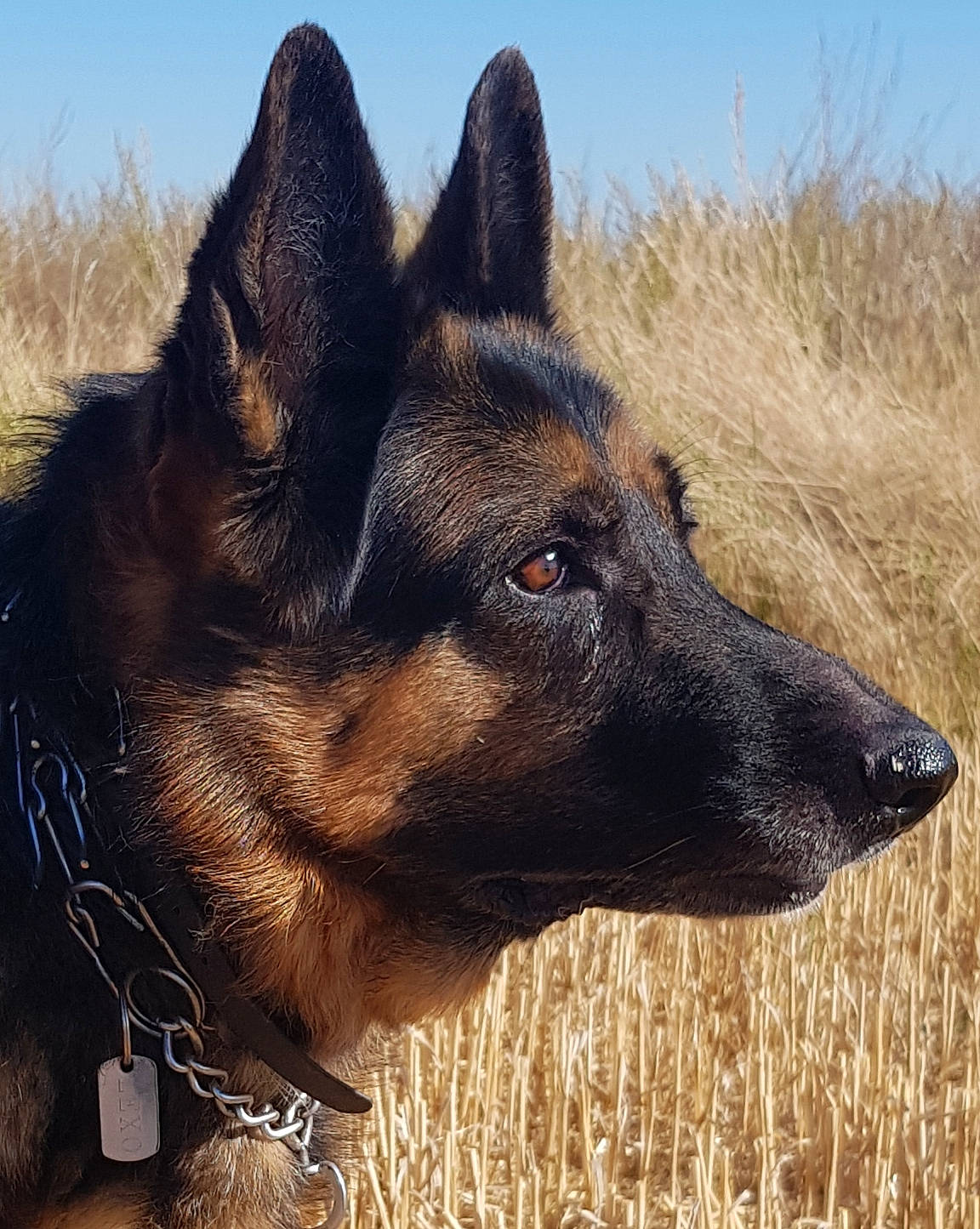 Lexo a rejoint le concours — aidez-le/la à gagner de superbes lots ! canidae, carnivore, companion_dog, dog, dog_breed, east_european_shepherd, fawn, fur, german_shepherd_dog, grass, herding_dog, king_shepherd, old_german_shepherd_dog, pack_animal, sky, snout, sporting_group, terrestrial_animal, working_animal, working_dog