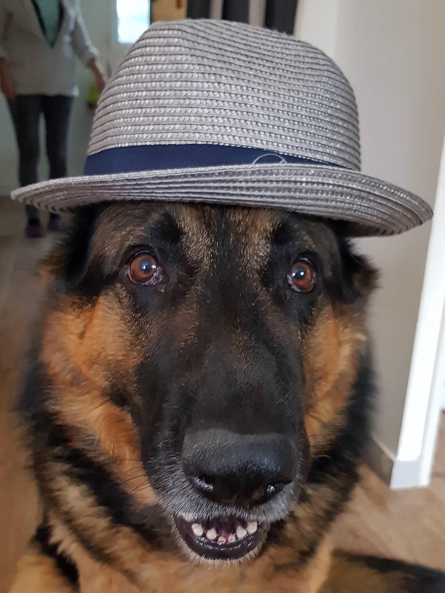 Lexo participe au concours pour gagner de l'argent avec cette photo : canidae, cap, carnivore, collar, companion_dog, costume_hat, dog, dog_breed, dog_collar, eye, fashion_accessory, fur, german_shepherd_dog, hat, pet_supply, snout, sporting_group, sun_hat, working_animal, working_dog
