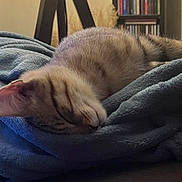 Yemmi participe au concours pour gagner de l'argent avec cette photo : kitten, cat, sleeping, blanket, blue_blanket, indoor, cozy, furniture, soft_light, pet, resting, close_up, fur, striped, young_cat, home, relaxing, comfort, warm, nap