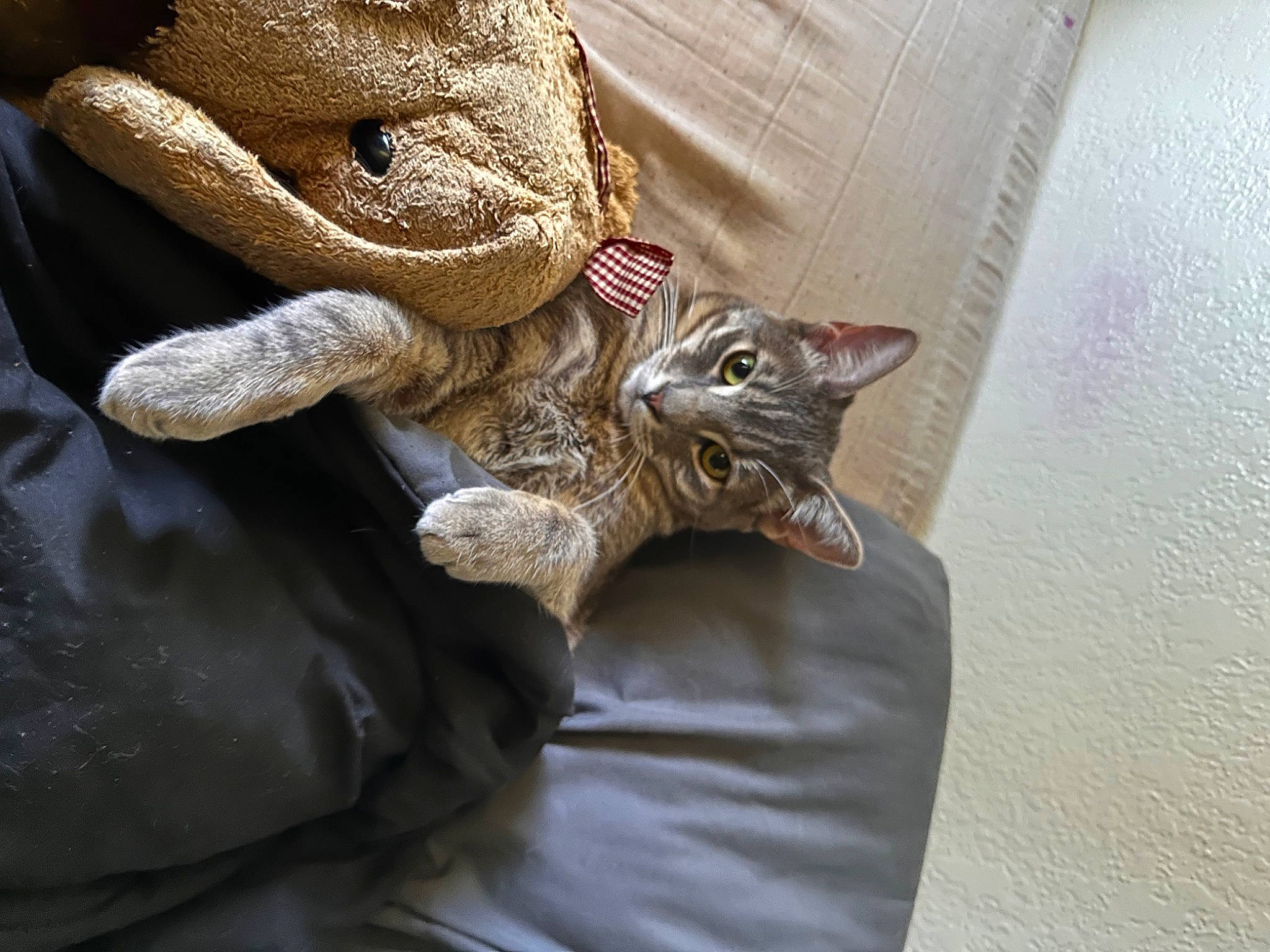 Moss is registered to the contest to win money with this photo: carnivore, cat, chair, claw, comfort, domestic_short_haired_cat, fawn, felidae, fur, gesture, human_body, linens, metal, sleeve, small_to_medium_sized_cats, terrestrial_animal, textile, whiskers, window, wood