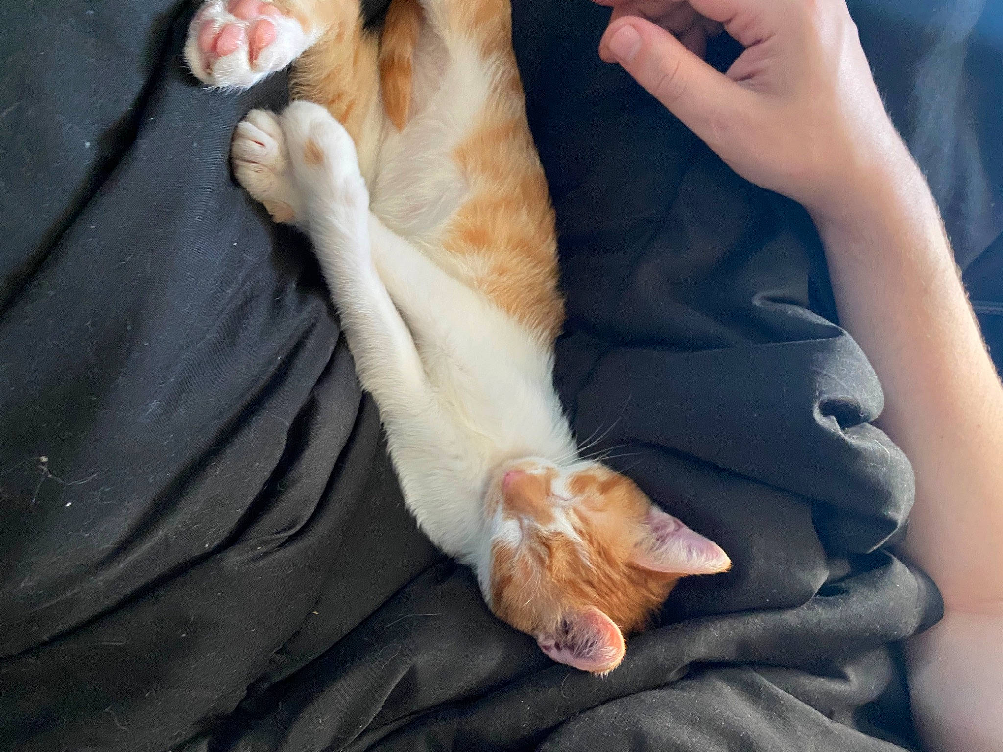 Haru is registered to the contest to win money with this photo: carnivore, comfort, companion_dog, dog_breed, ear, elbow, fawn, felidae, finger, foot, gesture, hand, human_body, human_leg, knee, nail, tail, thumb, toe, wrist