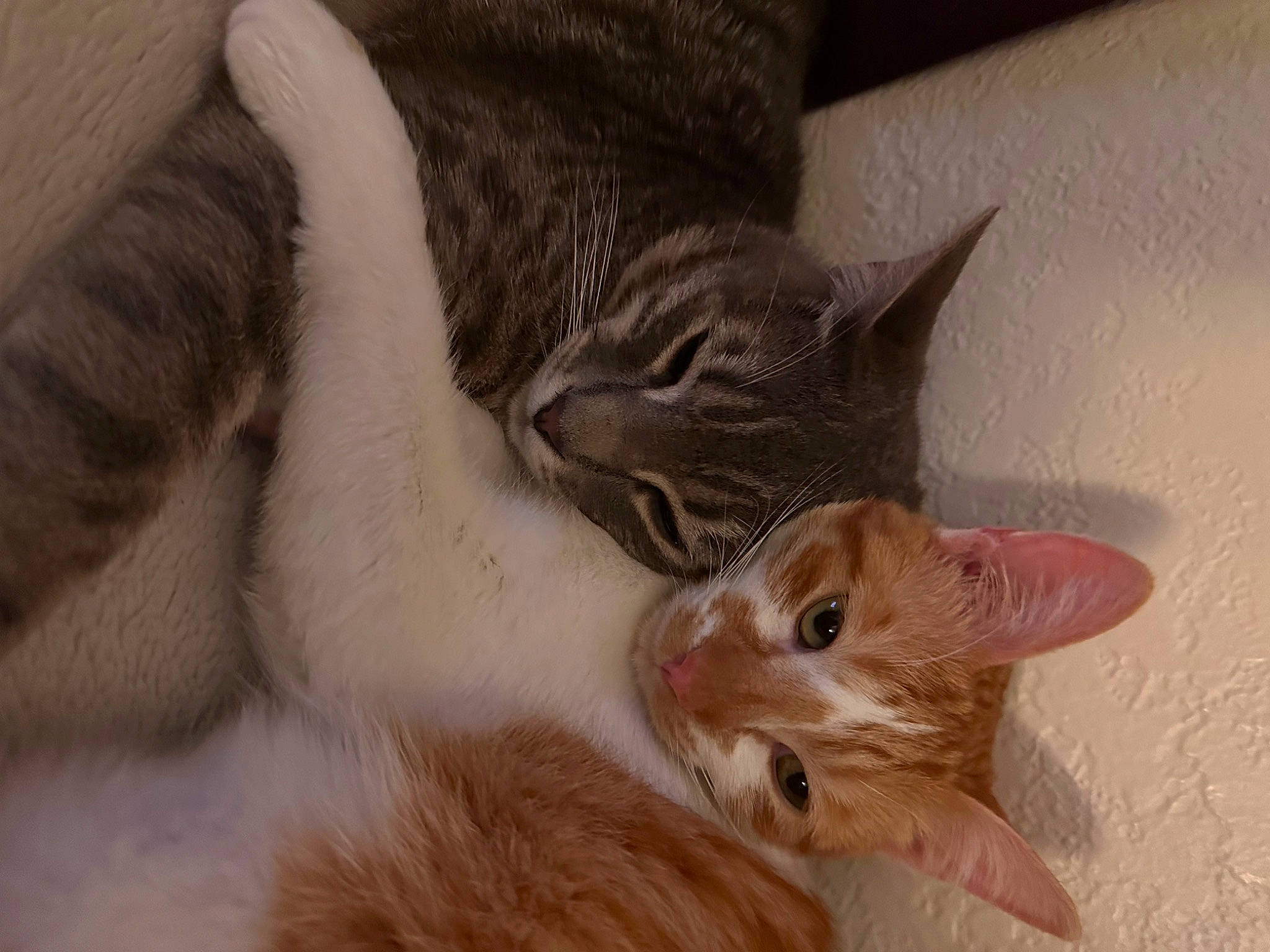 Haru joined the competition — help win amazing prizes! carnivore, cat, claw, comfort, domestic_short_haired_cat, ear, eye, fawn, felidae, fur, paw, small_to_medium_sized_cats, snout, tail, whiskers, window