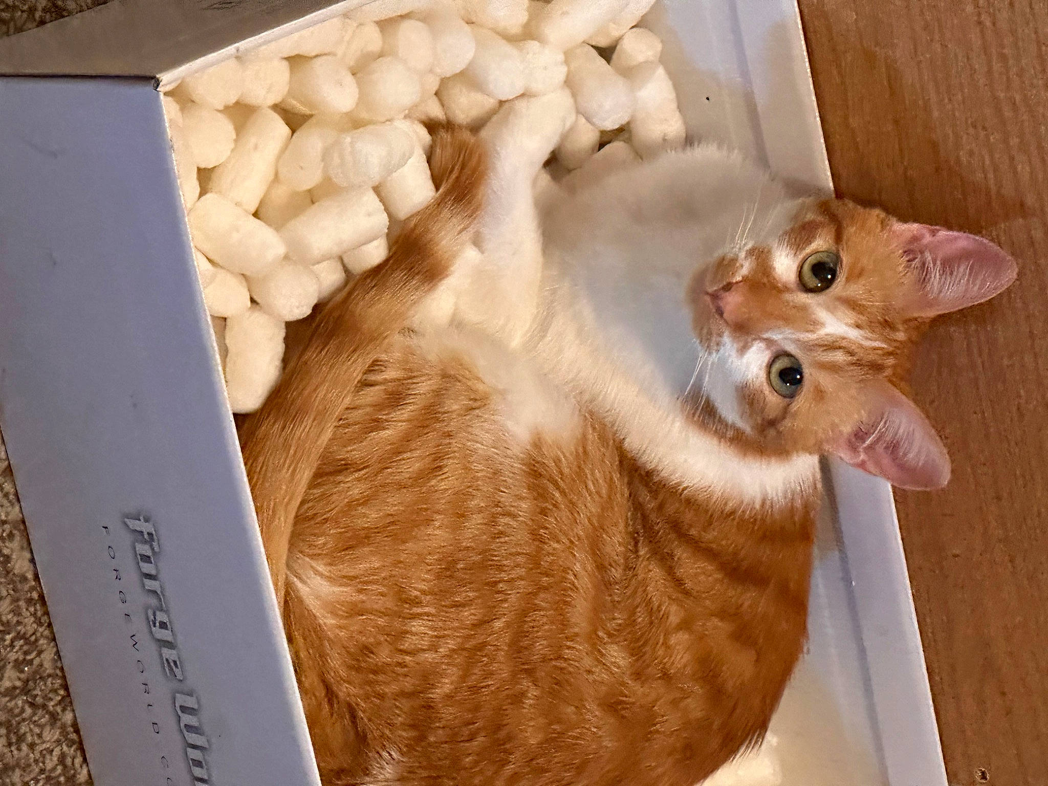 Haru joined the competition — help win amazing prizes! carnivore, cat, cat_furniture, cat_supply, comfort, domestic_short_haired_cat, fawn, felidae, fur, hardwood, paw, photo_caption, rectangle, room, small_to_medium_sized_cats, snout, tail, whiskers, window, wood