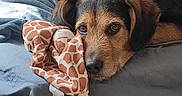 Coffee a rejoint le concours — aidez-le/la à gagner de superbes lots ! airedale, animal, beagle, bed, blanket, canine, couch, cushion, dog, furniture, germanshepherd, homedecor, hound, labradorretriever, person, pet, puppy, quilt, sleeping, terrier