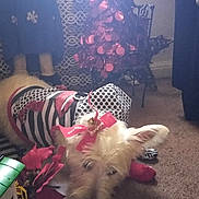 Genesis Luna is registered to the contest to win money with this photo: dog, pet, indoor, carpet, holiday_decorations, decorative_tree, bow, costume, striped_clothing, pink, white_fur, animal, resting, floor, household, toy, plush, chair, background, festive