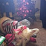 dog, pet, indoor, carpet, holiday_decorations, decorative_tree, bow, costume, striped_clothing, pink, white_fur, animal, resting, floor, household, toy, plush, chair, background, festive